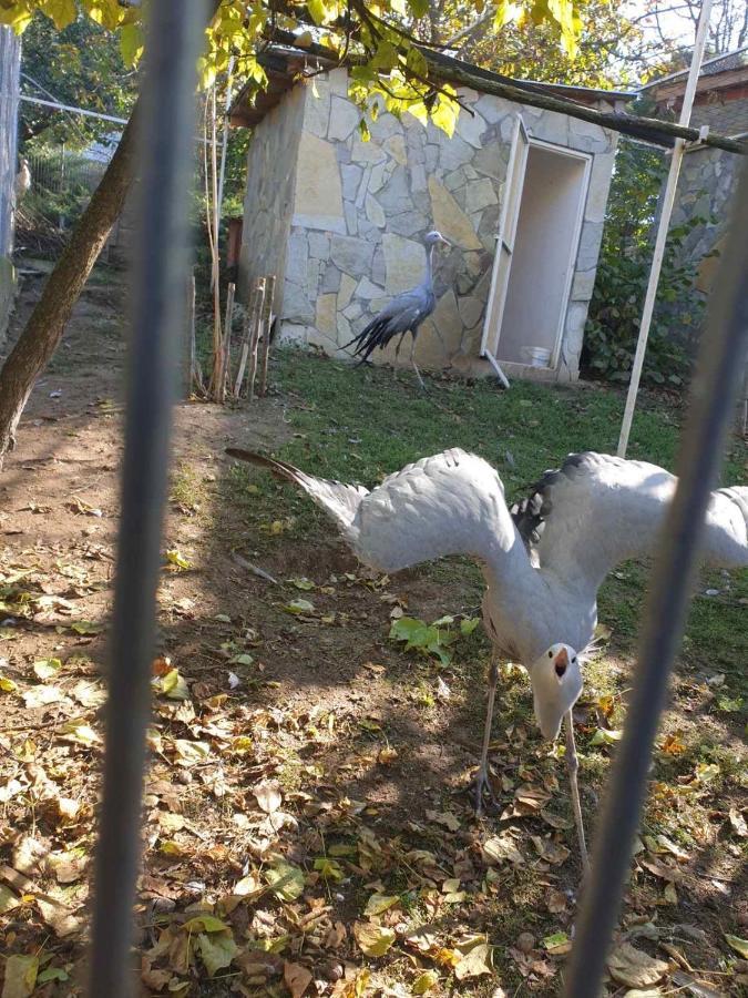 Zoo Misic Prenociste Hotel Vranje Eksteriør billede