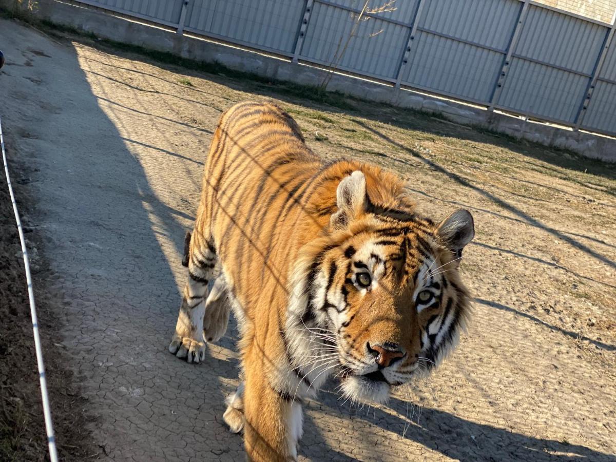 Zoo Misic Prenociste Hotel Vranje Eksteriør billede